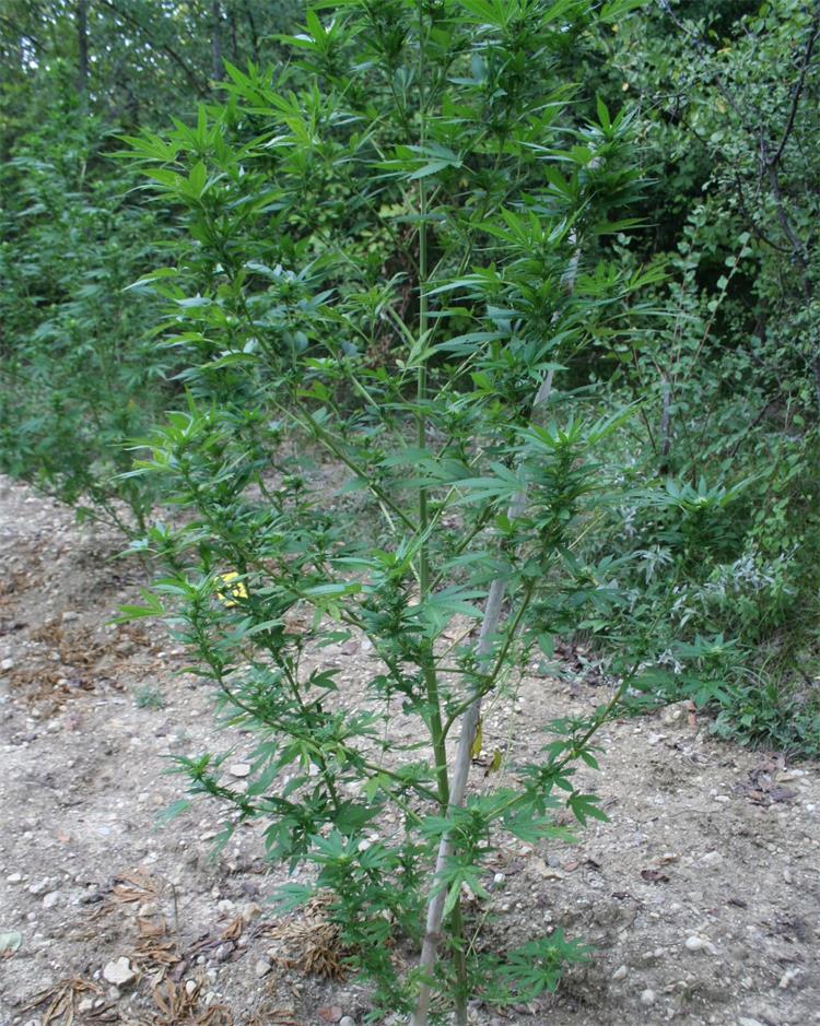Slika /PU splitsko-dalmatinska 2022/Droga/stabljike im.jpg
